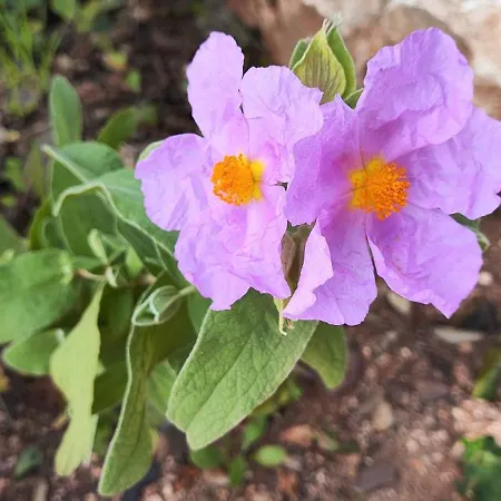 Casa Flor بيت للعطل