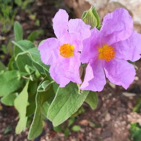 Casa Flor 度假居
